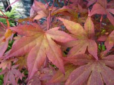 Atropurpureum 113.JPG