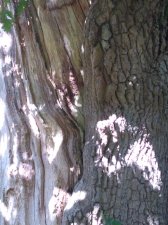 IMG_20200820_131715005.jpg