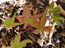Wilsons pink dwarf 118 (1).JPG