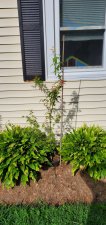 20200822_091207.jpg