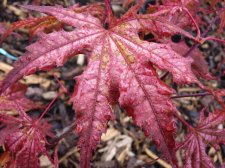 Reticulatum purple 120.JPG