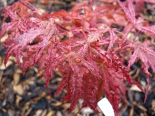 Reticulatum purple 119.JPG