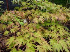 Westonbirt spreading star 119.JPG