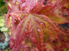 Atropurpureum 121.JPG
