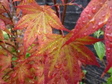 Atropurpureum 121 (2).JPG