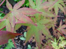 Westonbirt Orange 121.JPG