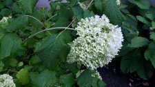 Hydrangea-arborescens_1251Cardero_Cutler_20200820_194558.jpg