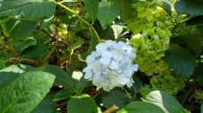 Hydrangea-macrophylla_RoeddeHouse_Cutler_20200825_142642.jpg