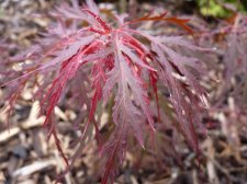 Red dragon 123.JPG