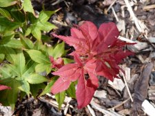 Ruby star 123.JPG
