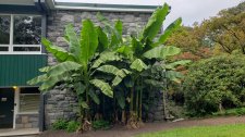 Banana_StanleyPark-BeachAveOffice_Cutler_20200819_140704.jpg