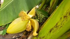 Banana_StanleyPark-BeachAveOffice_Cutler_20200819_140724.jpg