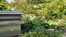 Dahlias-and-Echinacea_LagoonDrAlberni_Cutler_20200826_155422.jpg