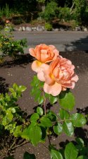 RosaSweetFragrance_StanleyPark-RoseGarden_Cutler_20200826_160922.jpg