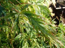 Green dissectum 125.JPG
