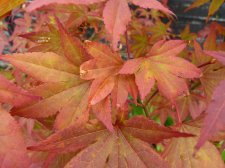 Atropurpureum 126.JPG