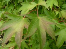 Autumn gold 126.JPG