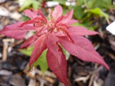Ruby star 126.JPG