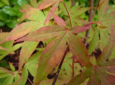 Westonbirt orange 126.JPG
