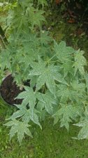 20200829_151604.jpg