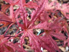Reticulatum purple 127.JPG
