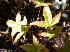 Wilsons pink dwarf 127.JPG