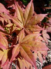 Atropurpureum 128.JPG