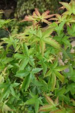 Wabi bito (10).JPG