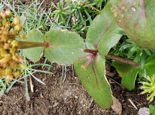 Hylotelephium-spectabile_ComoxJervisCircle_Cutler_20200831_141236.jpg