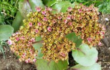 Hylotelephium-spectabile_ComoxJervisCircle_Cutler_20200831_141301.jpg