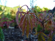 Vics pink 129.JPG
