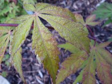 Westonbirt red 129.JPG