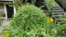 Salix-capreaPendula_1100blkJepson-YoungLa_Cutler_20200831_135409.jpg