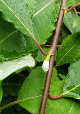 Salix-capreaPendula_1100blkJepson-YoungLa_Cutler_20200831_135649.jpg