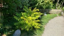 Rhus typhina 'Bailtiger'_MoleHill-paththru_Cutler_20200901_155804.jpg