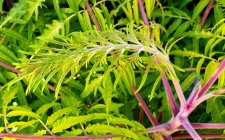 Rhus typhina 'Bailtiger'_MoleHill-paththru_Cutler_20200901_160008.jpg