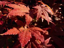 Atropurpureum 129.JPG