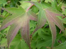 Autumn gold 129.JPG