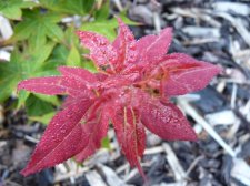 Ruby star 129.JPG