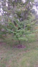 IMG_20200903_202531.jpg