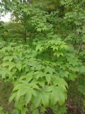 IMG_20200903_202628.jpg