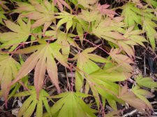 Westonbirt spreading star 134.JPG