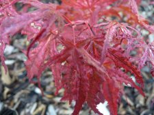 Reticulatum purple 135.JPG