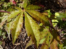 Westonbirt red 135.JPG