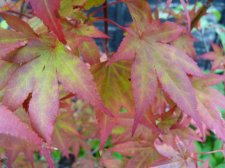 Atropurpureum 136.JPG