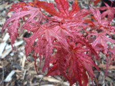 Reticulatum purple 136.JPG
