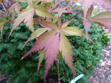 Wakehurst pink 136.JPG