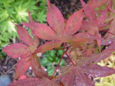 Westonbirt Orange 138.JPG