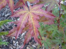 Red wine 139.JPG