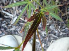 Red pygmy 139.JPG